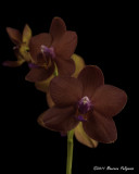 Phalaenopsis Krull's Red Hot 'Carl Geyer' HCC/AOS