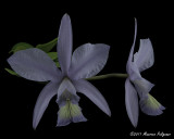 Cattleya nobilor forma coerulea 'Canaima's Azul' AM/AOS