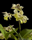 Dendrobium Aussie's Chip 'Willowbrook' AM/AOS