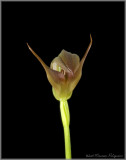 Pterostylis Cutie Harolds Pride HCC/AOS