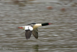 common merganser.jpg