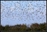 Starlings