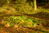 Autumn in my garden