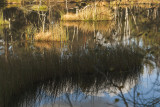 Peat bog