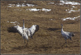 Dancing Cranes