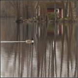 Canadian Goose in Sweden