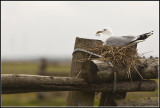 Gulls Nest