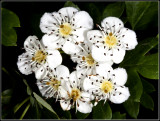 Blackberry-flowers