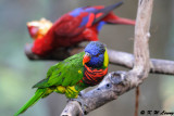 Rainbow Lorikeet  DSC_6543