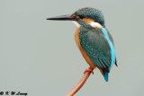 Common Kingfisher DSC_7007