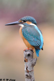 Common Kingfisher DSC_7053