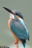 Common Kingfisher DSC_7111