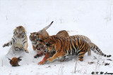 Siberian Tiger DSC_8061