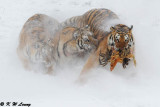 Siberian Tiger DSC_8018