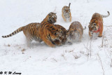 Siberian Tiger DSC_8026