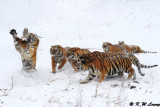 Siberian Tiger DSC_8060