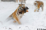 Siberian Tiger DSC_7842