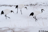 Red-Crowned Crane DSC_9132