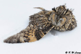 A dead owl in the snow DSC_8494