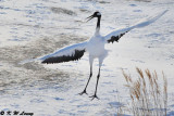 Red-Crowned Crane DSC_9649