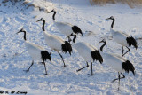 Red-Crowned Crane DSC_9802