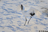 Red-Crowned Crane DSC_9799
