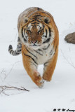 Siberian Tiger DSC_7952