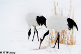 Red-Crowned Crane DSC_9347