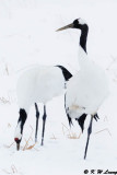 Red-Crowned Crane DSC_9394