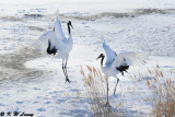 Red-Crowned Crane DSC_9647