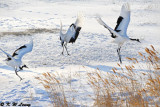 Red-Crowned Crane DSC_9786