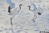 Red-Crowned Crane DSC_9632