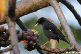 Crested Myna DSC_2480