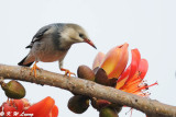 Red-billed Starling DSC_3246