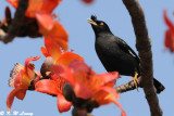 Crested Myna DSC_3261