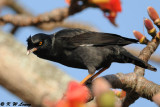 Crested Myna DSC_3958