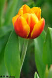 Tulip (DSC_4832)