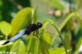 Orthetrum glaucum DSC_4532