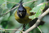 Black-headed Bulbul DSC_4920