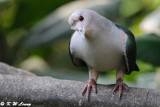 Green Imperial Pigeon DSC_5012