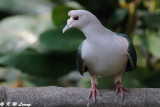 Green Imperial Pigeon DSC_5009