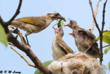 Chinese Bulbul DSC_7984