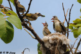 Chinese Bulbul DSC_8217