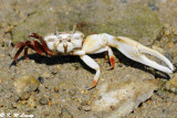 Fiddler crab DSC_8616.