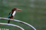 White-throated Kingfisher DSC_8909