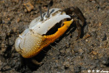 Fiddler crab DSC_8533