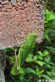 Chondracris rosea DSC_2294