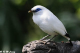 Bali Myna DSC_4981