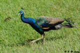 Peacock DSC_2584