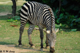 Zebra DSC_3352